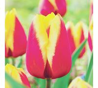 Tulipani bulbi di fiori cipolle bulbi di tulipani Tulipa giallo-rosa 50 pz.