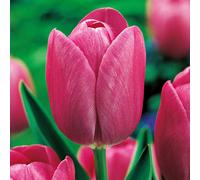 Tulipani bulbi di fiori cipolle bulbi di tulipani Tulipa rosa 50 pz.