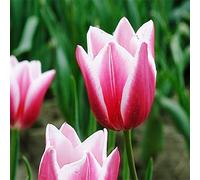 Tulipani bulbi di fiori cipolle bulbi di tulipani Tulipa rosa-bianca 30 pz.