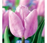 Tulipani bulbi di fiori cipolle bulbi di tulipani Tulipa rosa chiaro 100 pz.