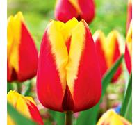 Tulipani bulbi di fiori cipolle bulbi di tulipani Tulipa rosso-gialla 50 pz.