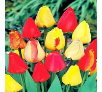 Tulipani bulbi di fiori cipolle fiori Tulipano Darwin Mix 25 pz.