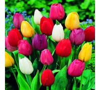 Tulipani bulbi di fiori cipolle fiori Tulipano mix misto 10/11 100 pz.
