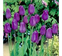 Tulipani bulbi di fiori cipolle fiori Tulipano viola 50 pz.