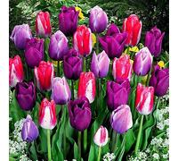 Tulipani bulbi di fiori cipolle fiori Tulipano viola mix misto 100 pz.