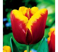 Tulipani bulbi di fiori cipolle Tulipa rosso scuro-gialla 100 pz.
