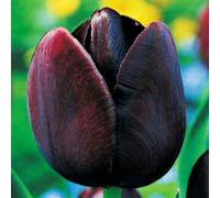 Tulipani bulbi di fiori cipolle Tulipa semplice tardiva Queen of Night 25 pz.