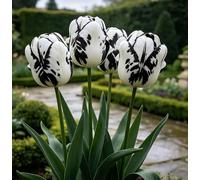 Tulipani ibridi rari - Perfetti per dare un tocco speciale alle aiuole - Creano un paesaggio primaverile luminoso e radioso-15 pack-A
