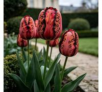Tulipani ibridi rari - Perfetti per dare un tocco speciale alle aiuole - Creano un paesaggio primaverile luminoso e radioso-8 pack-F