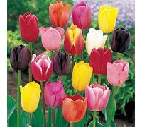 Tulipani misti - Bulbi grandi di prima scelta (25)