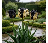 Tulipani rari/tulipani/decorazioni per la casa vintage-10 pcs-E