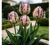 Tulipani rari/tulipani/decorazioni per la casa vintage-10 pcs-H