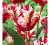 Tulipani rari/tulipani/decorazioni per la casa vintage-6 PCS-F