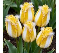 Tulipani rari&Tulipani perenni/Arredamento vintage per la casa/Riempi gli angoli/Aggiungi colore-10Rizoma-I