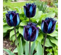 Tulipani rari&Tulipani perenni/Arredamento vintage per la casa/Riempi gli angoli/Aggiungi colore-10Rizoma-G