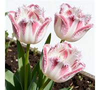 Tulipani rari&Tulipani perenni/Arredamento vintage per la casa/Riempi gli angoli/Aggiungi colore-8Rizoma-B