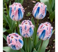 Tulipani rari&Tulipani perenni/Arredamento vintage per la casa/Riempi gli angoli/Aggiungi colore-8Rizoma-J