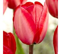 Tulipani Red Impression a fioritura primaverile precoce, bulbi da giardino
