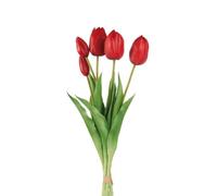 Tulipani Rossi - I Fiori L'Oca Nera