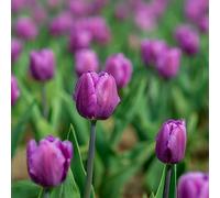 Tulipani Tulipano - resistenti decorazione balcone Italiano giardino balcone resistenti Aiuole rialzate il 16bulbi