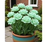 Tulipano artistico - Perfetto per creare giardini e terrazze pieni di colore-4bulbi-C