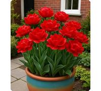 Tulipano artistico - Perfetto per creare giardini e terrazze pieni di colore-4bulbi-S