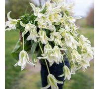 tulipano, balcone giardino interno in vaso tappezzante resistente 6bulbi