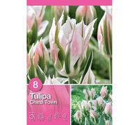 Tulipano China Town 8 pz Rosa-bianco-verde