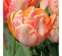 Tulipano Crème Upstar - Bulbi perenni primaverili da piantare in autunno