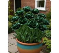 Tulipano elegante - Tocco primaverile di bellezza naturale e armonia cromatica-15bulbi-S