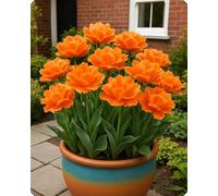 Tulipano elegante - Tocco primaverile di bellezza naturale e armonia cromatica-15bulbi-V