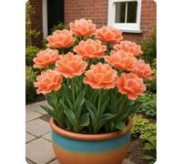 Tulipano elegante - Tocco primaverile di bellezza naturale e armonia cromatica-4bulbi-C