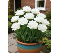 Tulipano elegante - Tocco primaverile di bellezza naturale e armonia cromatica-4bulbi-I