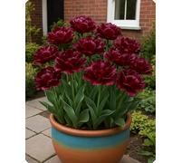 Tulipano elegante - Tocco primaverile di bellezza naturale e armonia cromatica-8bulbi-K