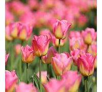 tulipano, esotiche resistenti giardino 3bulbi