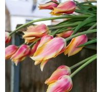 tulipano, giardino balcone 6bulbi