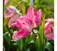 tulipano, giardino decorazioni esterni resistenti 20bulbi