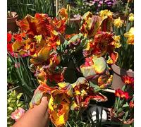 tulipano, giardino esotiche in vaso balcone interna 11bulbi