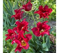 tulipano - giardino in vaso balcone esotiche interno 22bulbi
