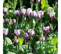tulipano, giardino in vaso balcone interno 4bulbi