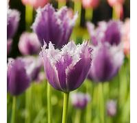 tulipano, giardino in vaso esotiche balcone decorazioni esterni 25bulbi