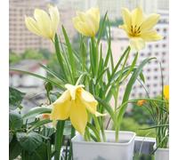 tulipano, giardino interno esotiche balcone in vaso 8bulbi
