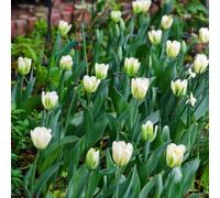 tulipano, giardino rari in vaso esotiche 2bulbi