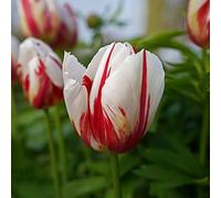 tulipano, in vaso balcone esotiche tappezzante resistente 5bulbi