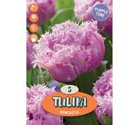 Tulipano newcastle 5/b viola Viola