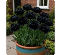 Tulipano primaverile e versatile - Dona freschezza e vitalità a ogni angolo-10bulbi-C