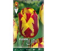 TULIPANO REMBRANDT HELMAR CONFEZIONE DA 10 BULBI AUTUNNALI BULBS BULBES