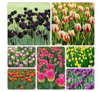 tulipano, resistenti balcone giardino rari decorazioni 8bulbi