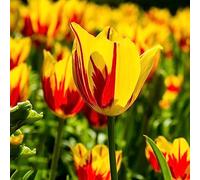 tulipano, resistenti balcone rari interna 15bulbi