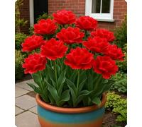 Tulipano sofisticato - Eleganza naturale con colori brillanti per ogni decorazione-10bulbi-I